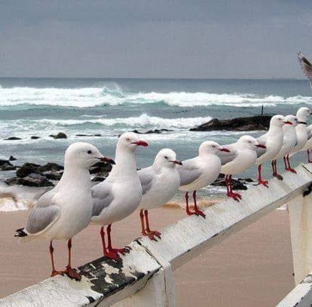 Meet your Posher, Willow